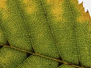 Backlit Autumn Foliage Drucke: Underside of a translucent autumnal leaf in various colours