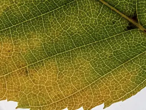 Leaf Vein Structure Drucke: Underside of a translucent autumnal leaf in various colours