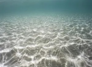 Colorful Nature Scene Drucke: Underwater