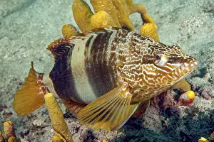 Gerahmter Druck : Unterwasserfoto eines Schreiberfisches (Serranus scriba). Gerahmter Druck : Unterwasserfoto eines Schreiberfisches (Serranus scriba).