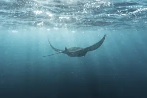 Drucke von Unterwasser-Aufnahme von Manta-Rochen mit Lichtstrahlen, Komodo-Nationalpark, Ost-Nusa-Tenggara, Indonesien Mantarochen Drucke: Unterwasser-Schuss von Manta-Rochen mit Lichtstrahlen.