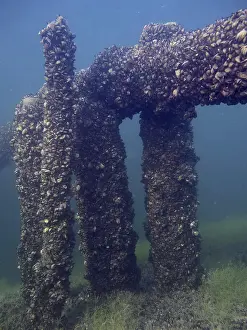 Quagga Mussel Invasion Drucke: Underwater structure with columns
