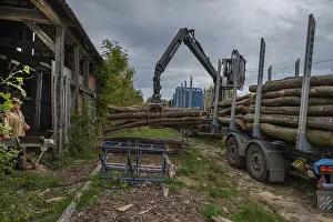 Tree Trunk Removal Drucke: Unloading logs from a log transporter