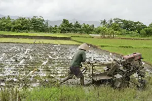 Traditional Farming Methods Drucke: An unrecognizable farmer in Java
