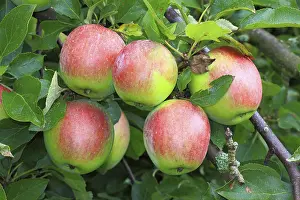 Freshly Picked Apples Drucke: Untreated apples growing on an apple tree