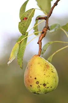 Untreated Pear Drucke: Untreated pear growing on a tree