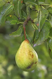 Untreated Pear Drucke: Untreated pear growing on a tree