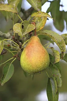 Deciduous Tree Fruit Drucke: Untreated pear growing on a tree