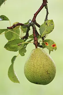 Untreated Pear Drucke: Untreated pear growing on a tree