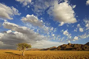Namibia Landscape Drucke: Upcoming thunderstorm with mountains and a tree
