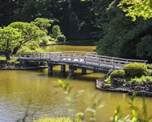 Italian Stone Pine Tree Drucke: Upper Pond's zigzag shaped bridge and the pine