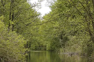 Havel River Germany Drucke: Upper reaches of the Havel in spring