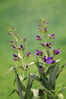 European Plants Drucke: Upright bearded thread (Penstemon strictus)