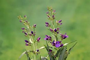 European Flowering Plant Drucke: Upright bearded thread (Penstemon strictus)