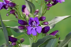 Germany Plant Life Drucke: Upright bearded thread (Penstemon strictus)