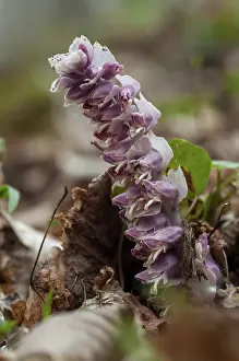 Common Toothwort Drucke: Upright scale root, brown root