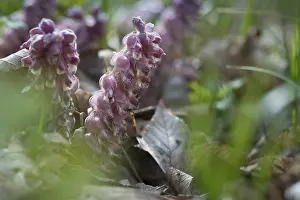 Common Toothwort Drucke: Upright scale root, brown root