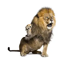 Wildlife Photography Big Cat Drucke: Upset Lion pulling a face and looking at the camera