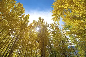 Deciduous Tree Nature Photography Drucke: Upward view of Fall Aspen Trees