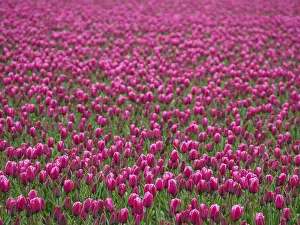 Netherlands Landscape Photography Drucke: Urk, Netherlands