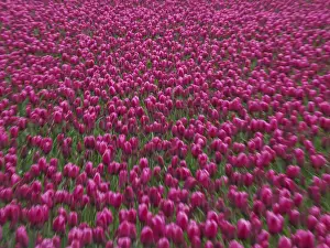 Central Europe Photography Drucke: Urk, Netherlands