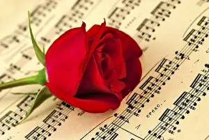 Shallow Depth Of Field Flower Drucke: Мusical notes and red rose