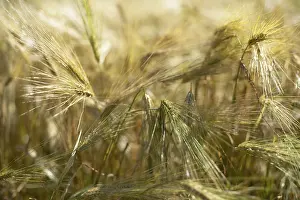 Uninhabited Agrarian Landscape Drucke: V-cFrY5QyOA