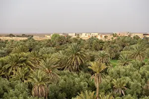 Maghreb Desert Landscapes Drucke: Valley full of palm trees at the oasis Source Bleu