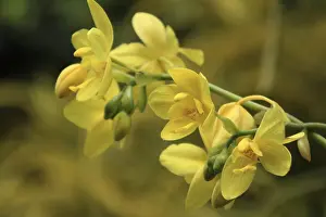 Open Air Orchid Blooms Drucke: Vanda, Orchidee