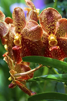Gerahmter Druck : Vanda, Orchidee. Gerahmter Druck : Vanda, Orchidee.