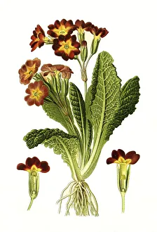 Cowslip Flowers Drucke: Variabilis, polyanthus, cowslip