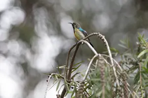 Verwandte Bilder Drucke: Variable Sonnenvogel (Cinnyris venustus), Musanze oder Ruhenegeri, Ruanda