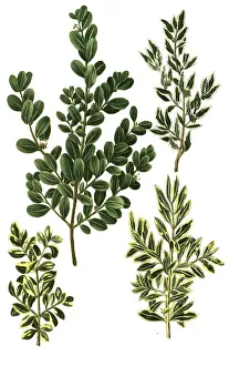 Natural Healing Methods Drucke: Variants of common box (Buxus sempervirens)
