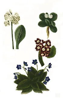 Vernal Blooms Drucke: Variants of the least primrose (Primula minima)