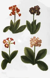 Vernal Blooms Drucke: Variants of the least primrose (Primula minima)