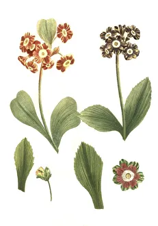 Vernal Blooms Drucke: Variants of the least primrose (Primula minima)