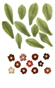 Vernal Blooms Drucke: Variants of the least primrose (Primula minima)