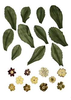 Spring Flowers Blooming Drucke: Variants of the least primrose (Primula minima)
