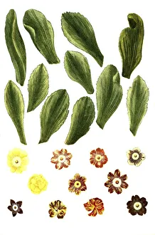 Primulaceae Family Plants Drucke: Variants of the least primrose (Primula minima)