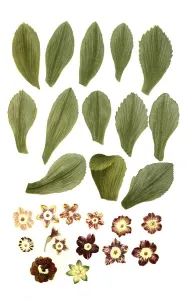 Vernal Blooms Drucke: Variants of the least primrose (Primula minima)
