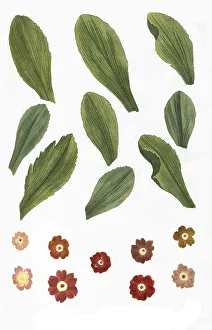 Primulaceae Family Plants Drucke: Variants of the least primrose (Primula minima)