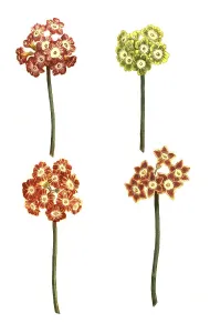 Heralds Of Springtime Drucke: Variants of the least primrose (Primula minima)
