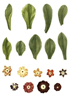 Vernal Blooms Drucke: Variants of the least primrose (Primula minima)