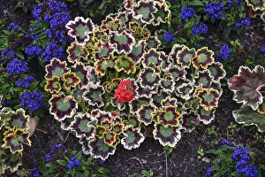 Central Europe Flowering Plants Drucke: Variegated geranium (Pelargonium zonale)