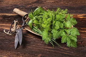 Aromatic Herbs Drucke: Various aromatic culinary herbs