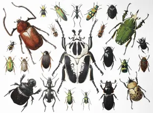 Viele Käfer und Insekten aus dem Jahr 1895