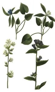 Viele Kamilleblumen (Campanula) unica
