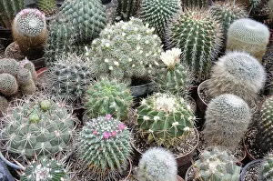 Prickly Plant Images Drucke: Various cactuses (Cactaceae)