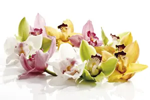 Colorful Blossoms Drucke: Various coloured Orchids