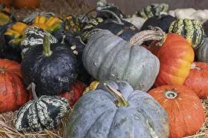 North Rhine Westphalia Autumn Scene Drucke: Various colourful pumpkins on straw